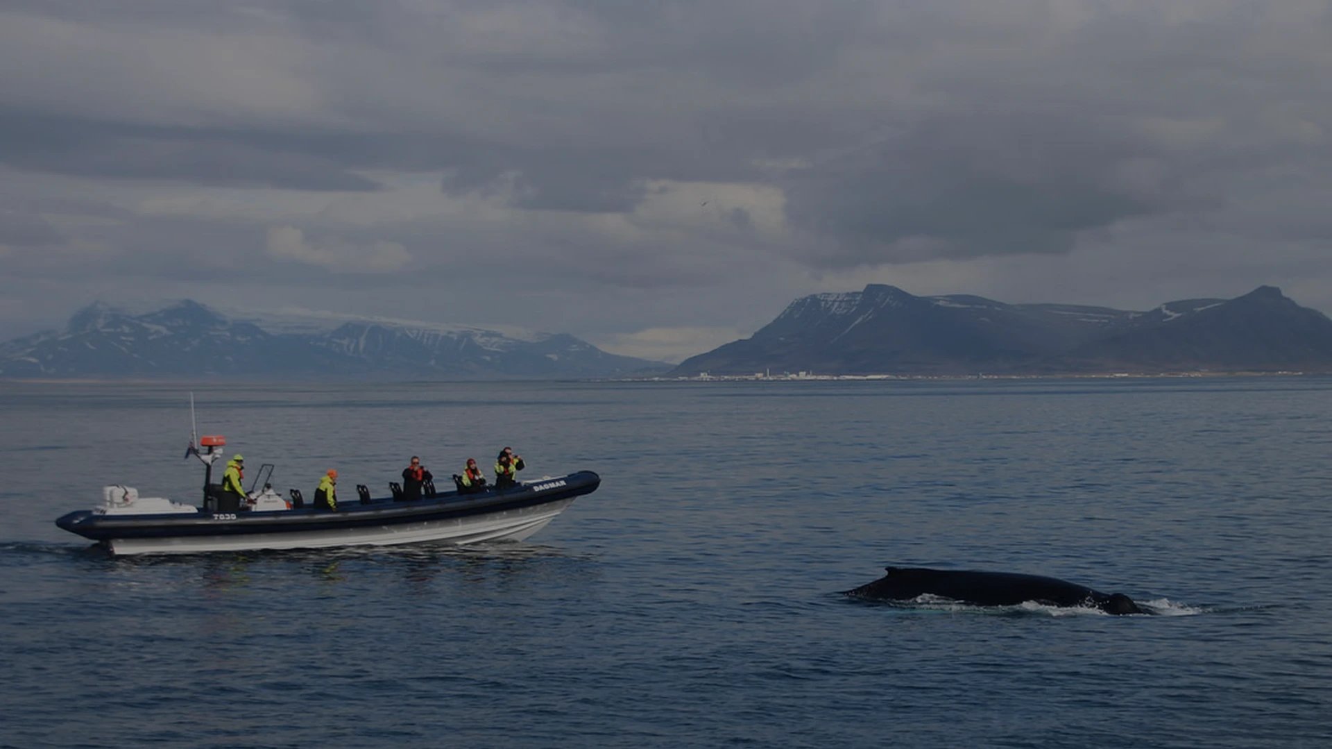 Close encounter with whale from RIB boat showing intimate marine experience