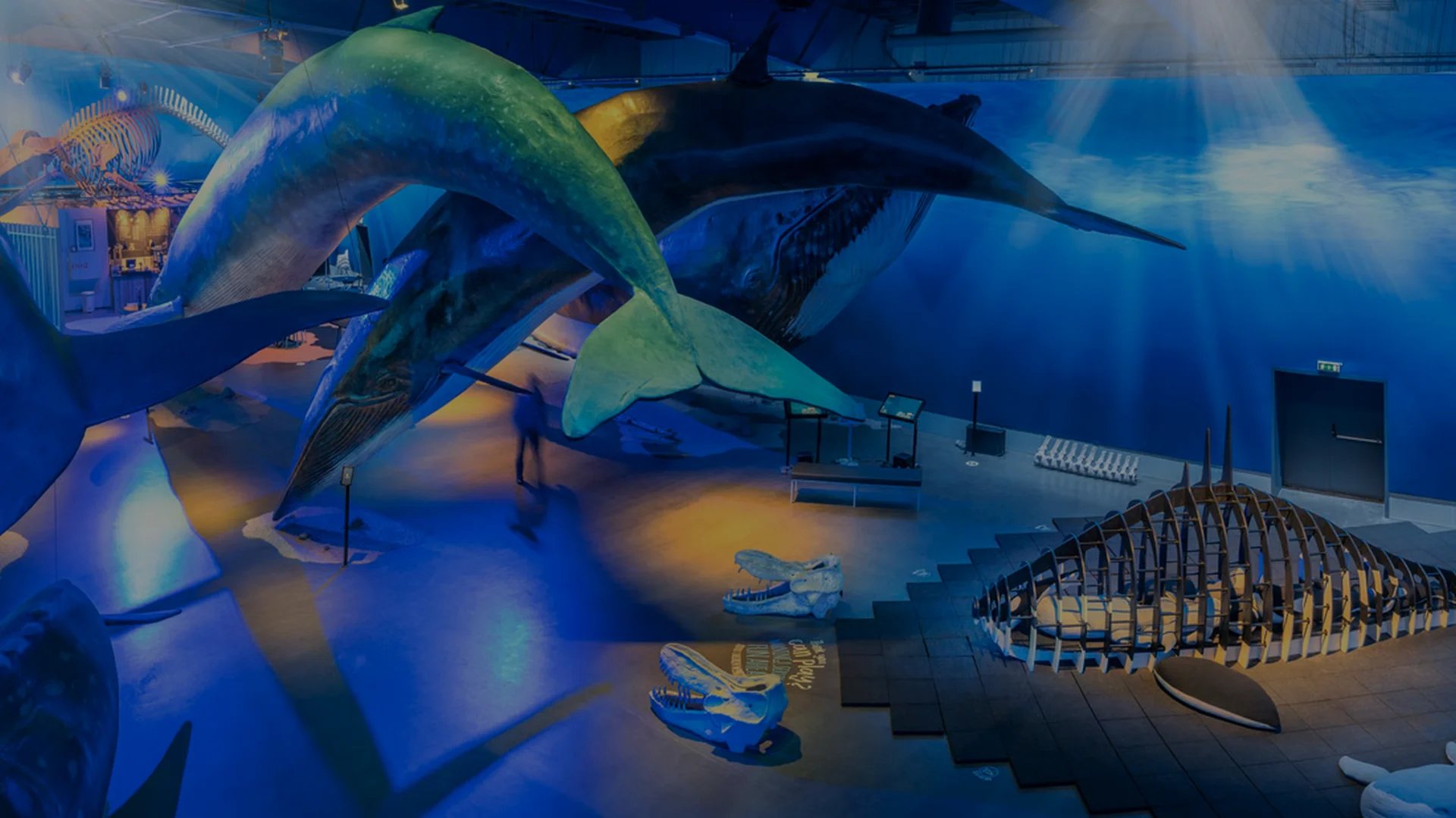 Visitors exploring whale skeletons and marine displays at Iceland exhibition